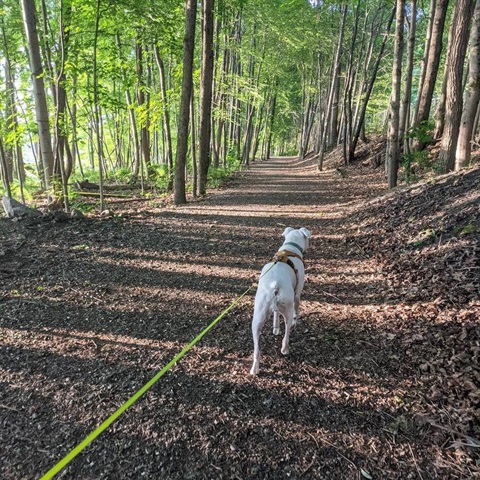 Dog walking on a leash